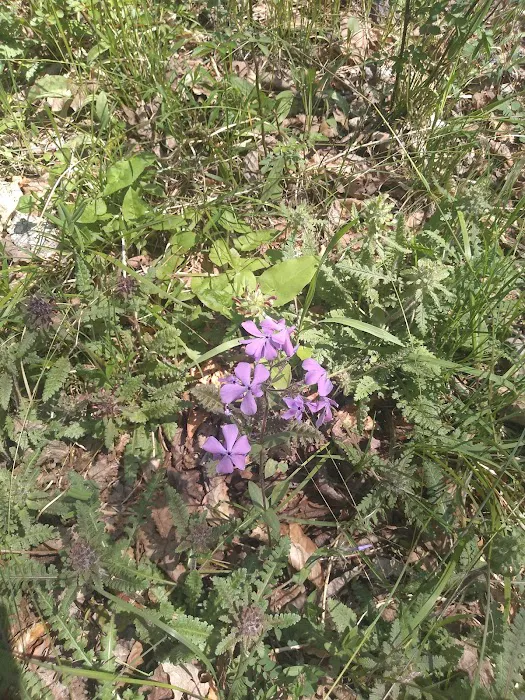 Shawnee Backpacking Camp 2 Picture 8