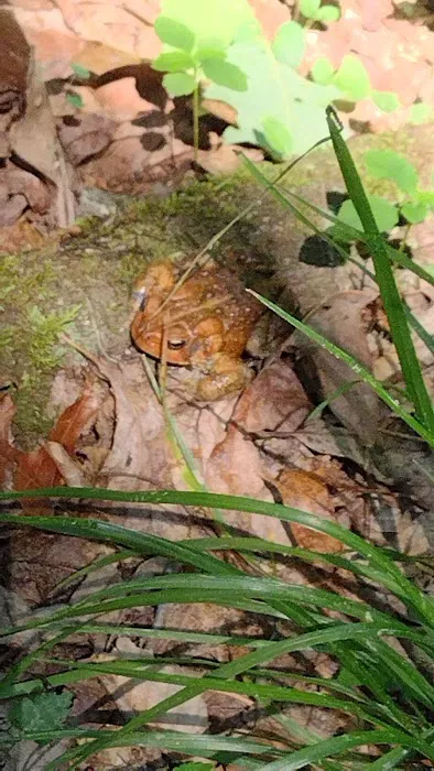 Shawnee State Park Ohio River Campground & Marina Picture 2