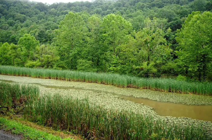 East Lynn Lake Campgrounds Picture 6