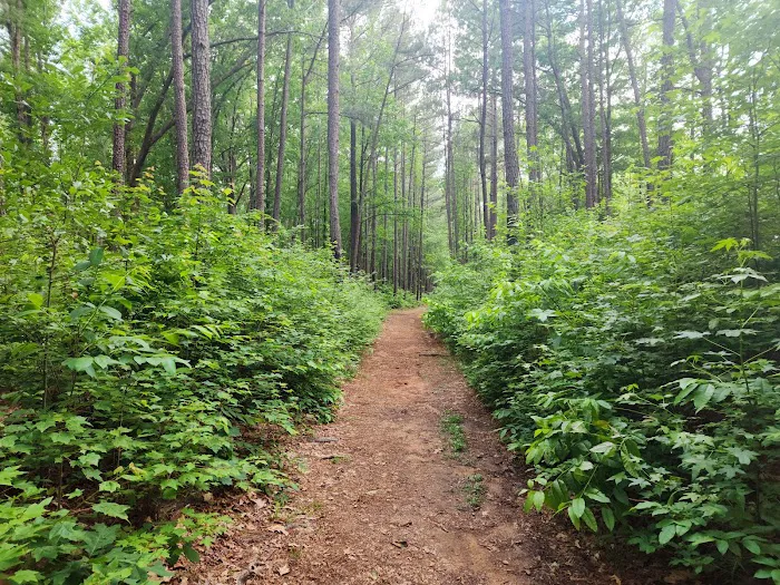 Shinleaf Group Campsites Picture 9