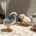 Treehouse [树屋家]