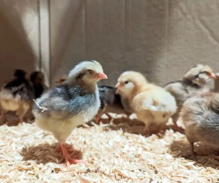 Treehouse [树屋家]