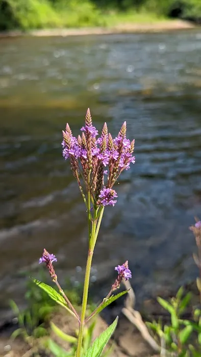 Camp Cheerio Adventure Camp Picture 3