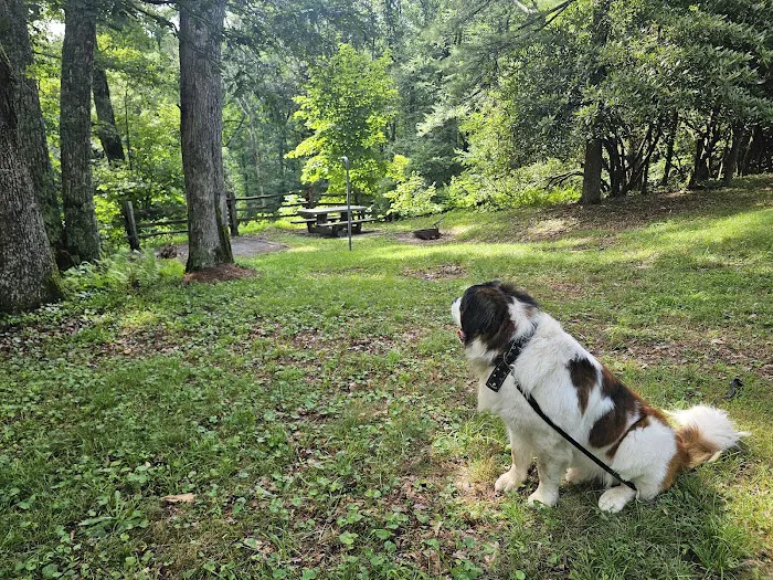 Doughton Park Campground Picture 8