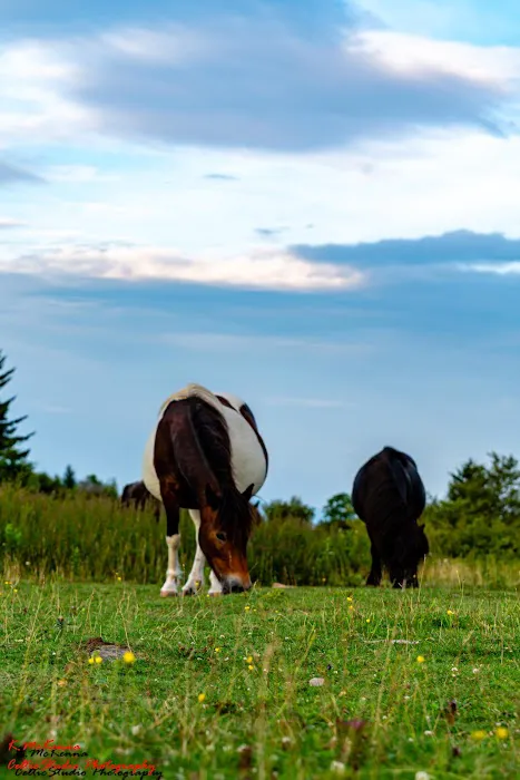 Raccoon Branch Campground Picture 1