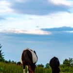 Raccoon Branch Campground