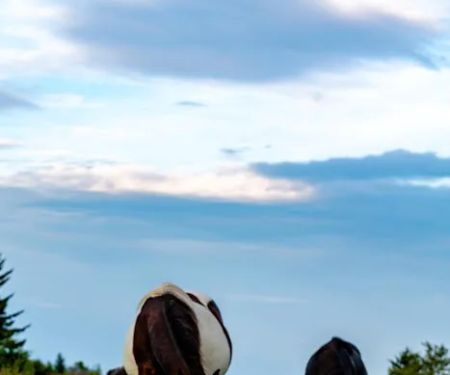 Raccoon Branch Campground