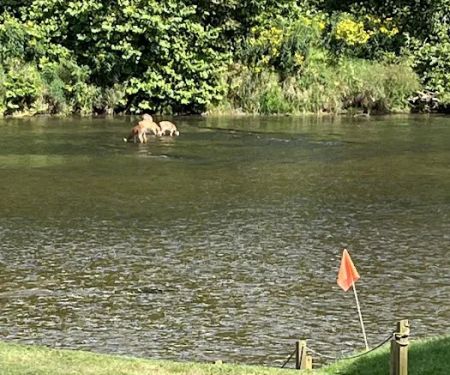 River Country Campground & RV Park