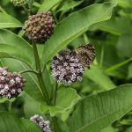 New River State Park - 221 Access