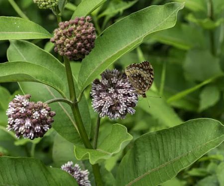 New River State Park - 221 Access