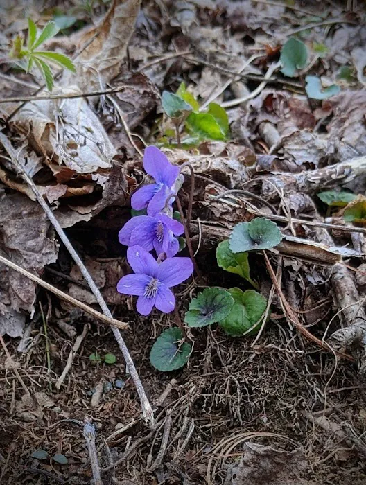 Rocky Hollow Horse Camp Picture 6