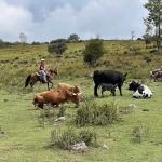 Rocky Hollow Horse Camp
