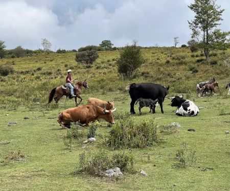 Rocky Hollow Horse Camp