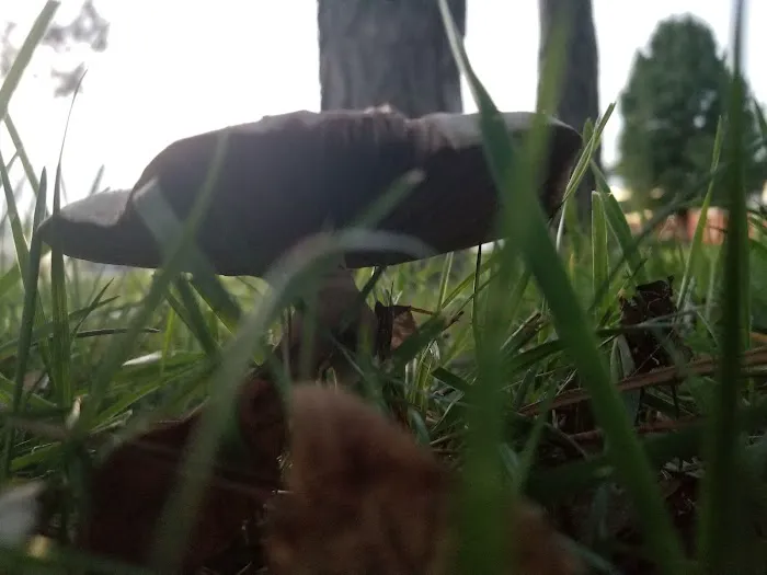 London Primitive Trailside Camp Area Picture 5