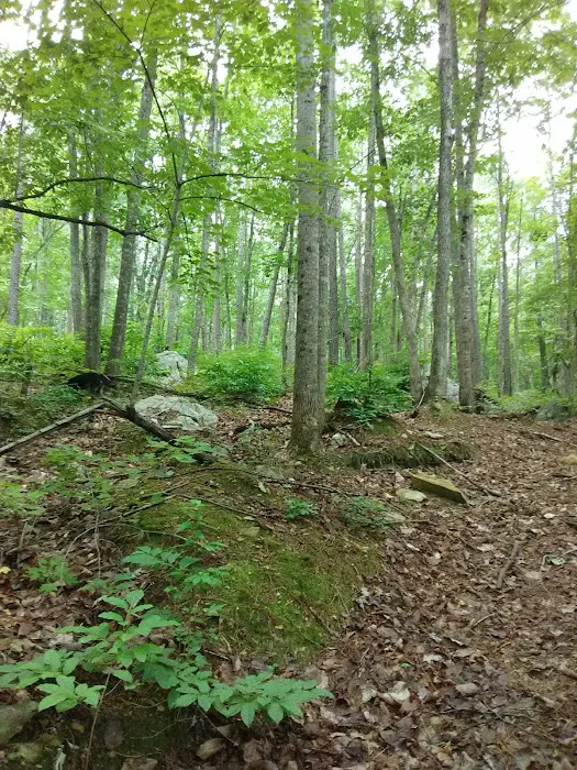 East Morris Mountain Campground Picture 7