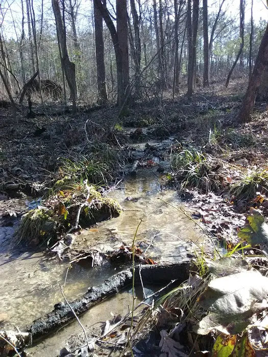 East Morris Mountain Campground Picture 9