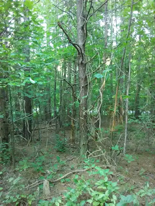 West Morris Mountain Campground Picture 6