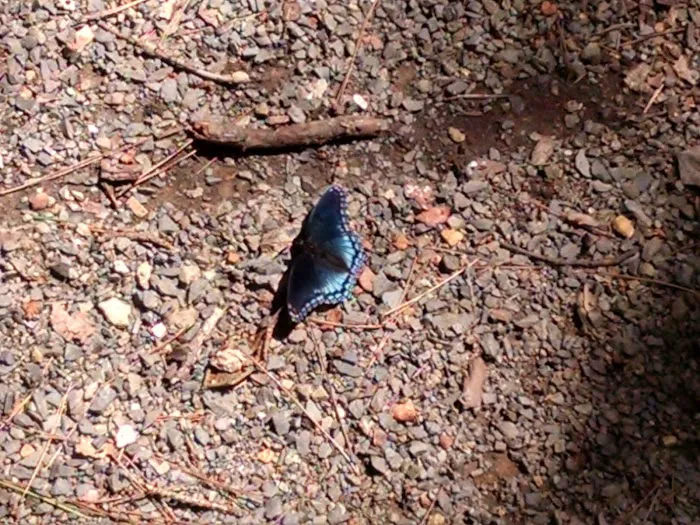 West Morris Mountain Campground Picture 2