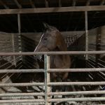 4B Farm & Campground