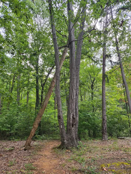 Badin Lake Campground Upper Loop Picture 2