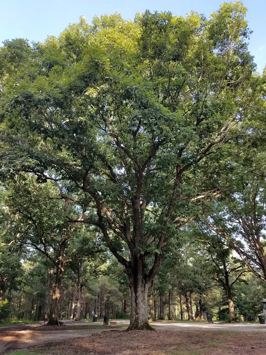 The Matthews Campground Picture 6