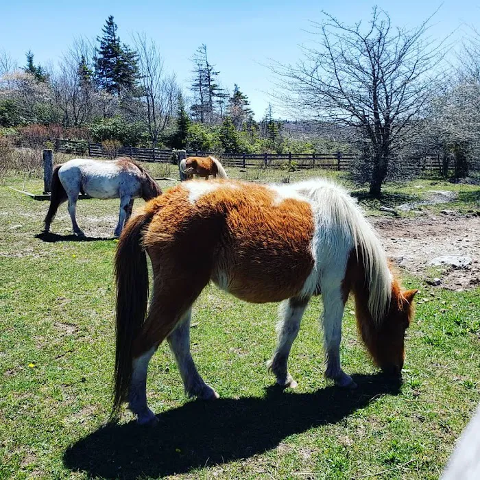 Scales Campground Picture 7