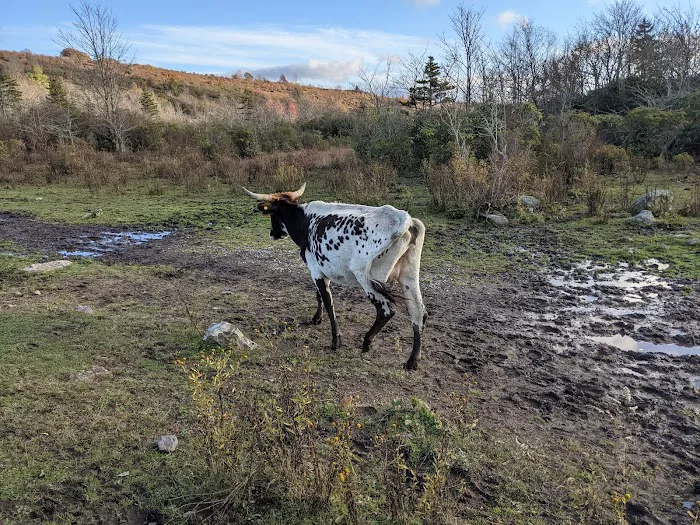 Scales Campground Picture 3