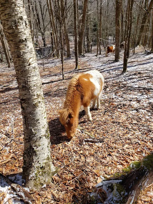 Wise Shelter Picture 9