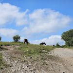 Hickory Ridge Campground