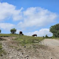 Hickory Ridge Campground ico