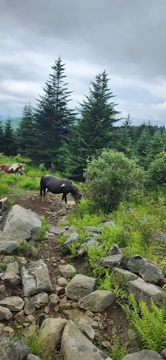 Hickory Ridge Campground Picture 10