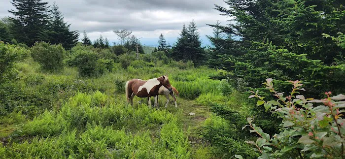 Hickory Ridge Campground Picture 8