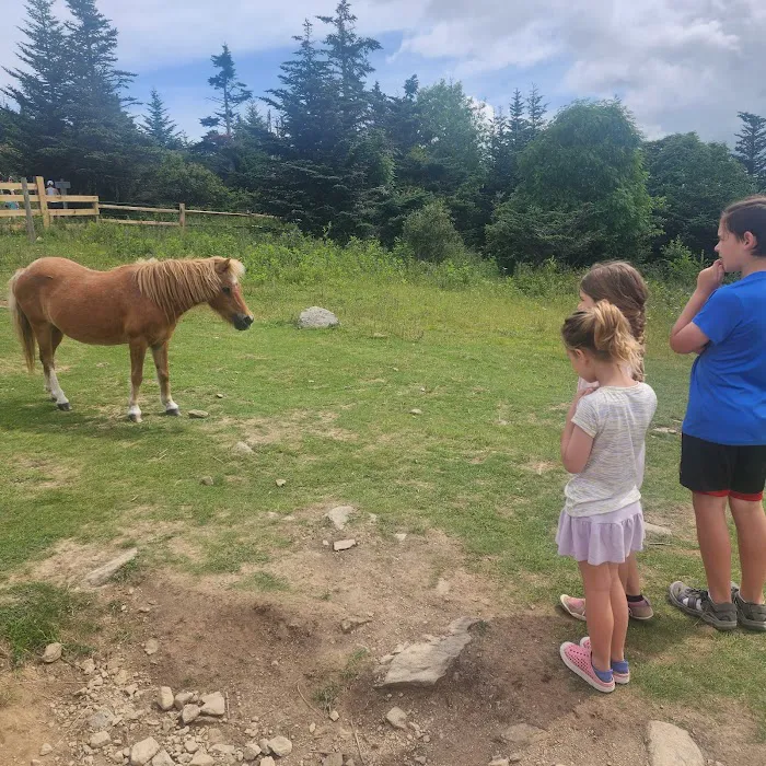 Grayson Highlands Campground Picture 10