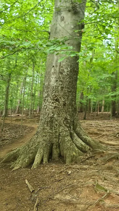 Lake Norman State Park Campground Picture 3