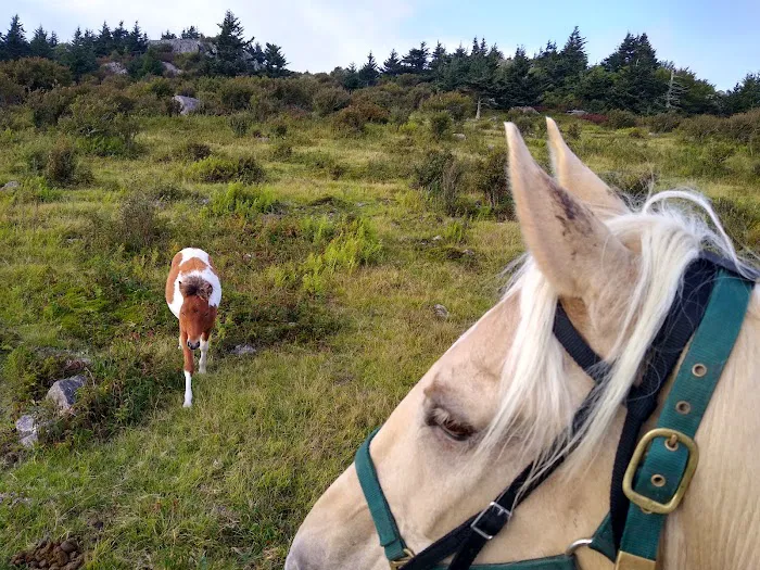 Chestnut Hollow Campground Picture 1