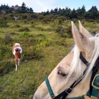 Chestnut Hollow Campground ico