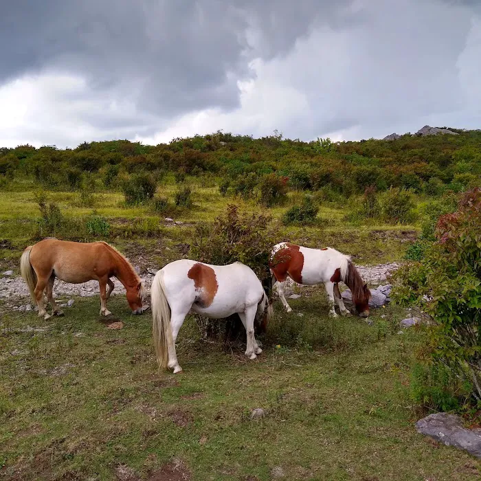 Chestnut Hollow Campground Picture 10