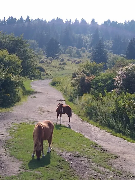 Chestnut Hollow Campground Picture 8