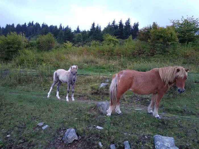 Chestnut Hollow Campground Picture 3
