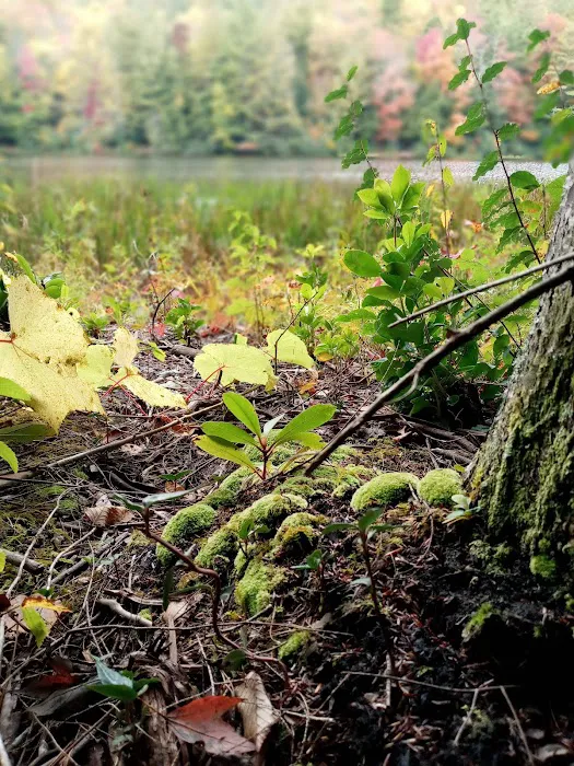 Beartree Campground Picture 7