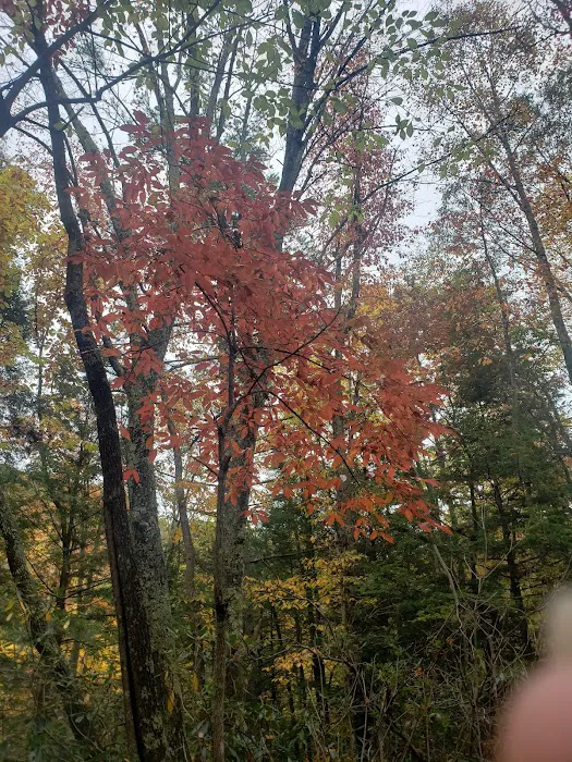 Beartree Campground Picture 6