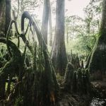 Hunts Bluff Campground