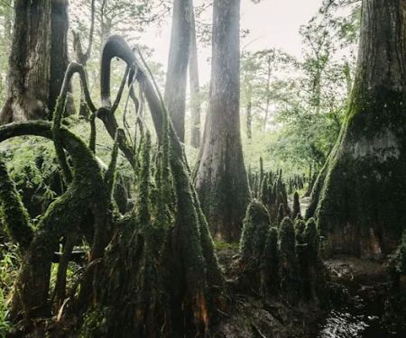 Hunts Bluff Campground