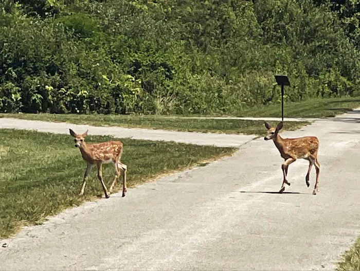 Maumee Bay State Park Campground Picture 9