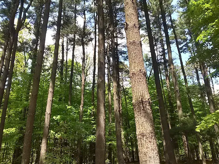 Big Sandy Campground Picture 10