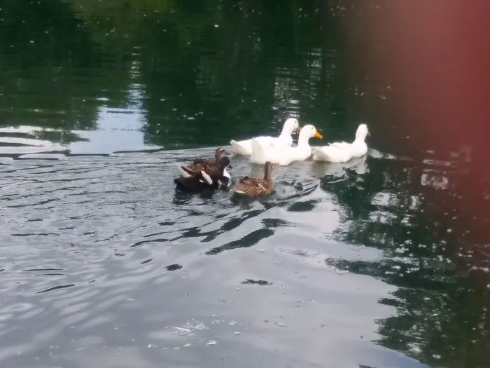 Sun Valley Family Campground Picture 3