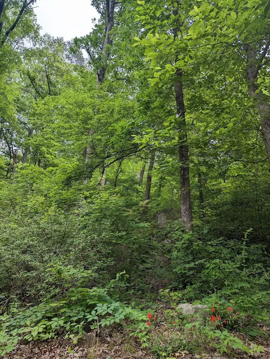 Deep Water Trail Camp Picture 10