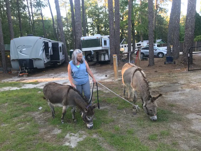 Daily Walk Stables CAMPGROUND Picture 2