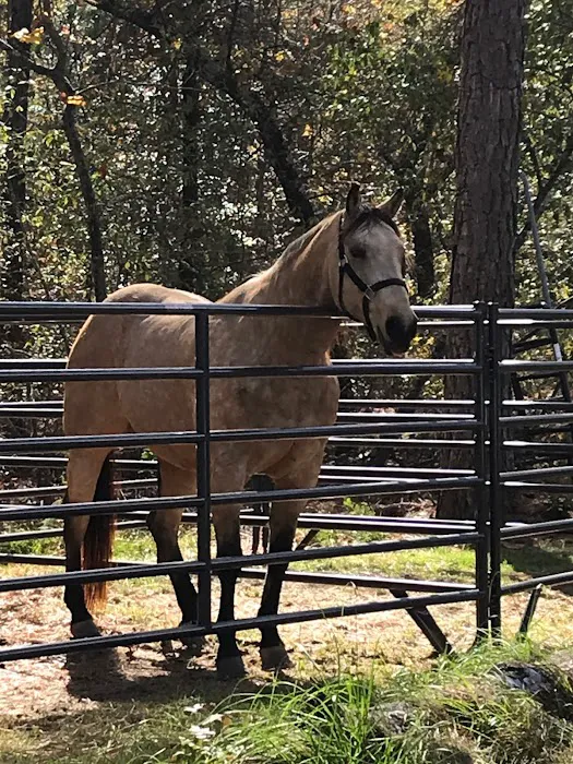 Daily Walk Stables CAMPGROUND Picture 8