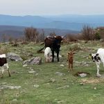 High Country Campground